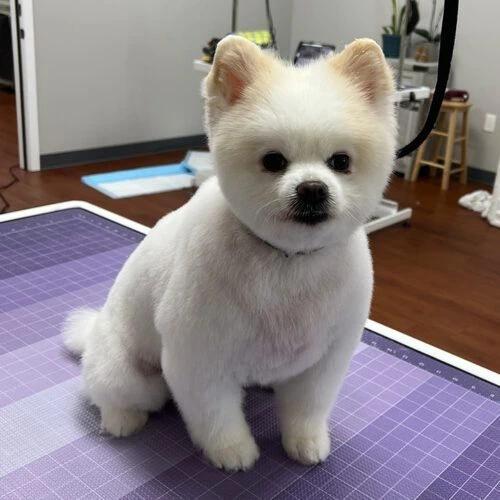 Fancy Paws Grooming photo 2