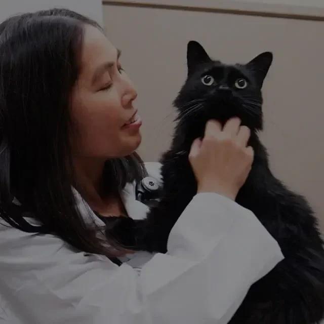 VCA Falcon Village Animal Hospital