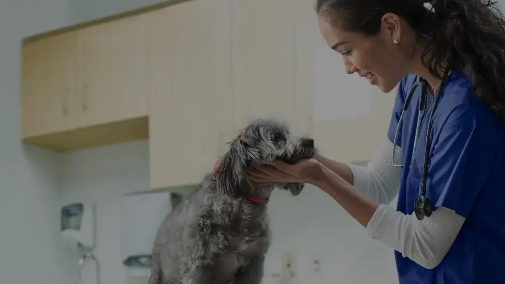 VCA Falcon Village Animal Hospital